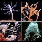 E-book grátis sobre organismos bentônicos