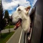 Câmera lenta mostra felicidade de cães em janelas de carros
