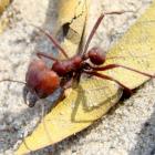 Formigas-cortadeiras se “aposentam” conforme envelhecem