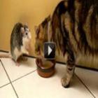 Rato e Gato disputam o leite 