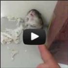 Hamster se finge de morto