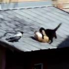 O corvo fanfarrão que atiça briga entre gatos