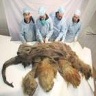 Carcaça de mamute com 10 mil anos tem marcas de 'ataque' humano