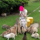 Okunoshima, a ilha infestada de coelhos