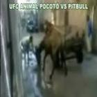 Cavalo VS Pitbull