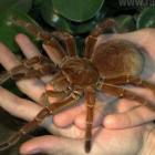 A maior aranha do mundo é brasileira