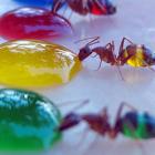 Cientista descobre a cor preferida das formigas