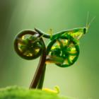 Foto do ano : O Louva-Deus em uma bicicleta
