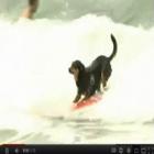 Cachorros mostram habilidade em campeonato de surfe nos Estados Unidos