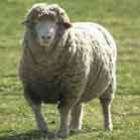 Você sabe quanto custa a ovelha mais cara do mundo? 