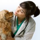 Cães e gatos devem manter visitas a veterinários