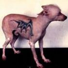 Tatuagens em animais, o que você acha disso?