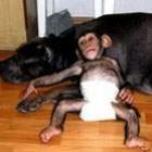 Cachorro adota chimpanzé