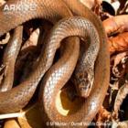 Cobra considerada extinta desde 1936 é encontrada em pais caribenho