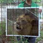 Vídeo mostra a engraçada reação dos grandes felinos ao se verem no espelho