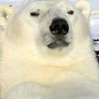 O urso polar mais preguiçoso do mundo