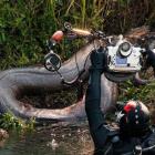 Sucuri gigantesca de sete metros é fotografada em rio em Bonito