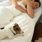 Aprenda os cuidados para dividir a cama com o pet