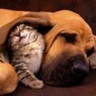 Cães e gatos dormindo juntos