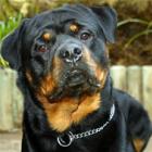 Jade, uma cadela Rottweiler lutando para sobreviver 