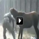 Cavalo furioso ataca homem