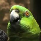 O incrível papagaio que canta bem 7 canções conhecidas