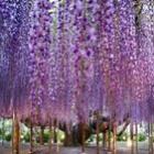 Parque das flores em Ashikaga, Japão