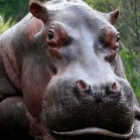 Hipopótamo pedreiro