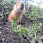 Marmota é pega roubando uma câmera escondida