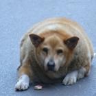 Animais mais gordos do mundo