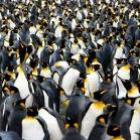 Você sabe qual é o “segredo” dos pingüins para se manterem quentes?