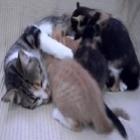 Hora de Brincar, Mamãe Gato e seus Gatinhos