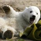 Vídeo da morte de Knut, o famoso urso polar alemão