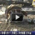 Cachorro cuida de amigo ferido após Tsunami no Japão