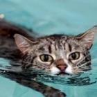 Você já viu um gato que não tem medo de água?