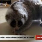 ‘Animal estranho’ intriga moradores ao aparecer em apartamento na China