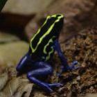 O venenoso Dendrobates tinctorius