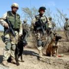 Cachorro ajudou na operação que matou Bin Laden