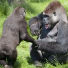 Irmãos gorilas se reencontram em fotos emocionantes