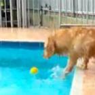 Vídeo Cachorro versus Piscina