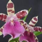 Exposição para mães que gostam de orquídeas