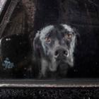 O silêncio dos cães presos em carros - Belas fotografias