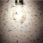 Você sabe por que a luz elétrica atrai insetos voadores?
