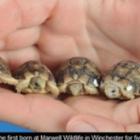 Menores tartarugas do mundo nascem na Inglaterra