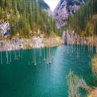 A floresta submersa do lago Kaindy