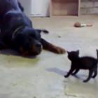 Gatinho valente enfrenta um Rottweiler 