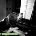 Seu cachorro também toca piano e canta?