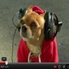 A reação dos cães ao ouvir música triste com fone de ouvido 