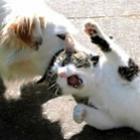 Luta de Jiu Jitsu entre cachorro e gato 
