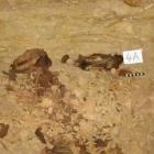 Cientistas descobrem animais mumificados no Egito 